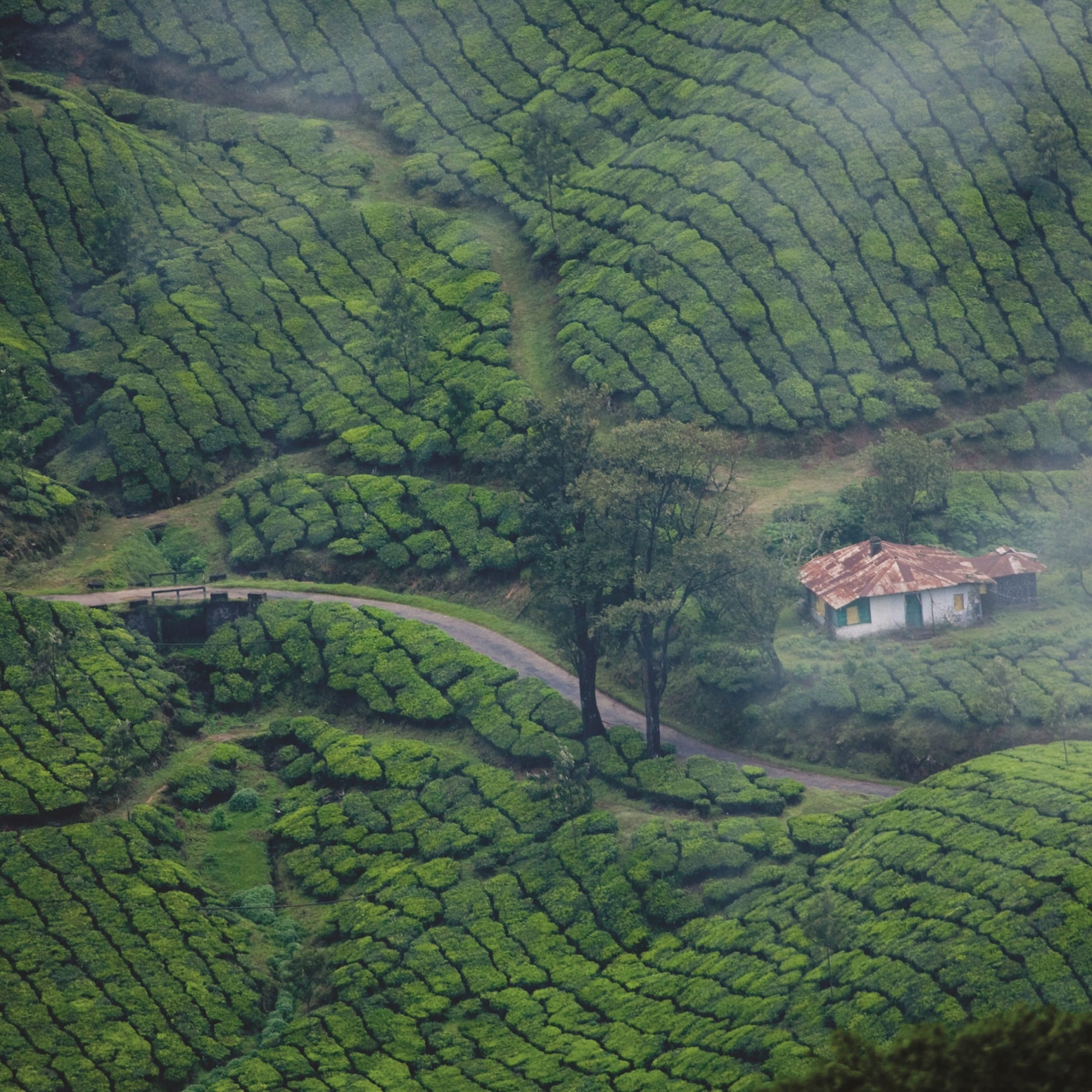 Day 1 Cochin Arrival Munnar